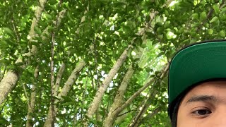 WALK THRU THE ARBORETUM (TTH 102) (05/30/25)