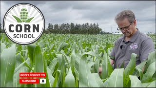 Corn School: Field testing biostimulants for yield and ROI