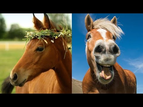 horses-being-cute---funny-horse-videos-compilations