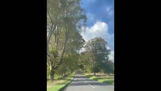 English Cottage Vacation - Countryside Drive Through Dorset, Beech Avenue, Kingston Lacey.