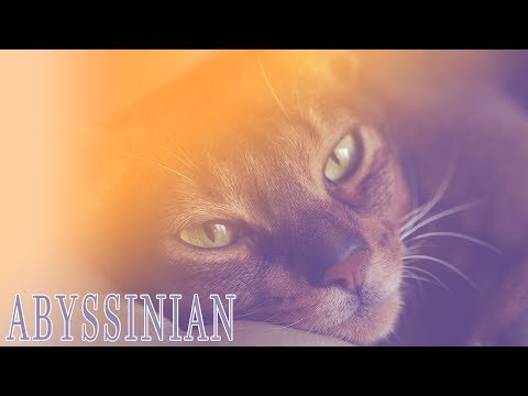Ideal Companion: Abyssinian