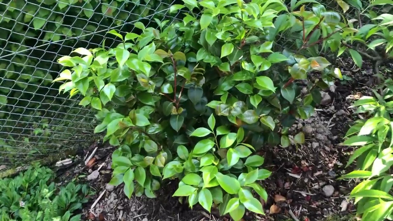 calathea pflegehinweise Calathea Compactstar – vielgrün main image 1