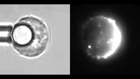 Cell Surface Topography Is a Regulator of Molecular Interactions