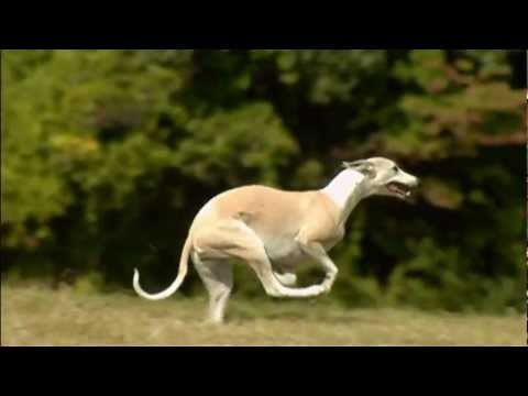 Dogs 101 Whippet.mp4