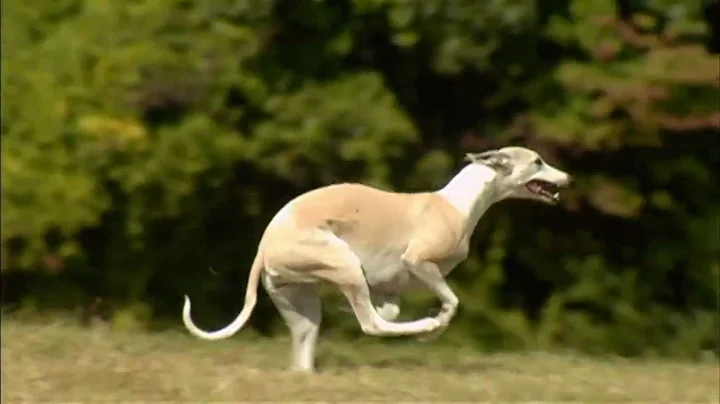 Dogs 101 Whippet.mp4