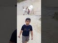 Hai Sunnat E Ibrahimi Azhan Danish Goat Bakra Bakra Eid Urdustories Hai Sunnat E Ibrahimi Azhan Danish Goat Bakra Bakra Eid Urdustories