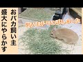 【悲報】飼い主チモシーこぼす。が、いつも通りマイペースなうさぎ