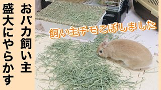 【悲報】飼い主チモシーこぼす。が、いつも通りマイペースなうさぎ