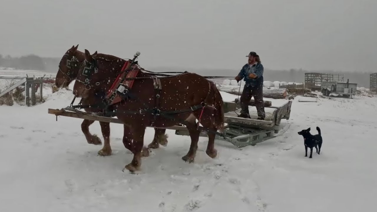 THE HORSES ARE GETTING BACK TO WORK 