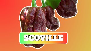 7 Pot Douglah Pepper On The Scoville Scale