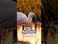 The Spoonbill #birds