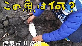 伊東釣り場 Youtube