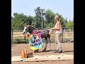 desensitizing a foal to things coming from behind/flapping around... #filly #gypsyvanner #horse