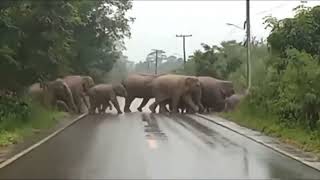 Herd of Wild Elephants ❤😍 Majestically Crosses Main Road | Animal crossing #animal #animallover