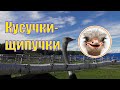 Страусиная ферма в Мурманске /Кусучие Страусы