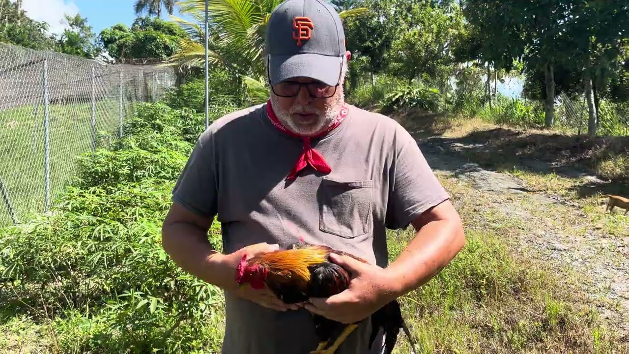 Todas mis gallinas. Son cresta de rosa. 🌹 por qué?