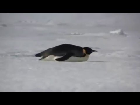 Emperor and Adelie Penguins - YouTube