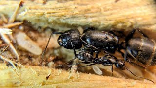 :  CAMPONOTUS VAGUS!  ˨!