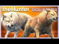 DOUBLE RARES and MORE! How I Grind for the GREAT ONE WOLF! | theHunter Call of the Wild