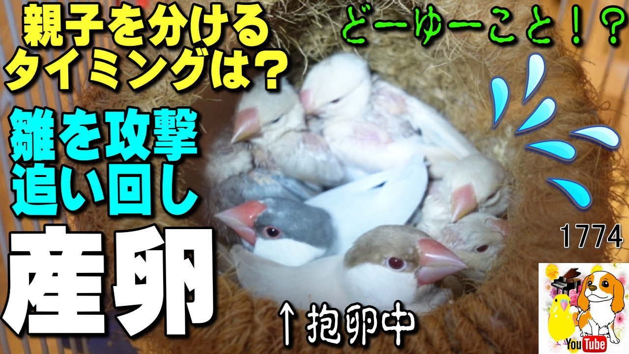 Bossons 鳥の置物 親鳥と雛 親鳥が雛を攻撃！？文鳥・キンカチョウ 育児の末期に起こる産卵と親子