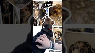 #cute #music #leo #Edit #catchysong #trendy hope you guys enjoy this video clip of Leo #supercute