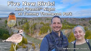 Five New Birds & Peent Night at Tommy Thompson Park - 300 Bird Challenge