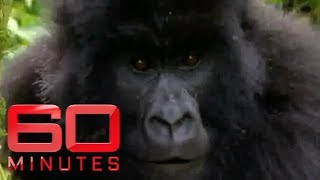 Allison Langdon's hilarious gorilla encounter | 60 Minutes Australia
