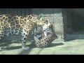 ジャガーの赤ちゃんをお持ち帰りするママ Mom Jaguar taking her baby back