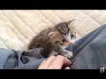 子猫がよじ登ってきた friendly kitten