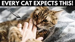 The Unspoken Rules Cats Expect You to Follow