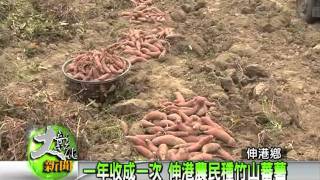 1000311一年收成一次  伸港農民種竹山蕃薯