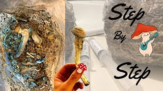 How To Grow Magic Mushrooms |Beginner friendly| Simple and Fast|