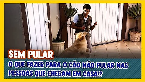 O que fazer para o cachorro não pular nas pessoas?