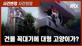 낮잠 자고 '야옹'…건물 꼭대기에 대형 고양이가? / JTBC 사건반장