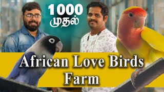 African Love Birds Farm | தமிழ் | Delivery all over Tamilnadu