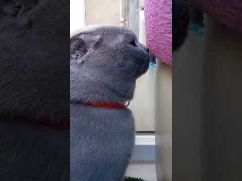 Konuşan Kedi #duman ve Çirkin Köpek #linda #rekabet #kıskançlık #scottishfold  #scottishfoldlovers
