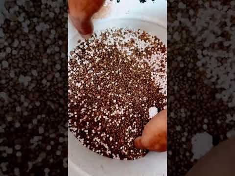 خلط الداب باليوريا مع ابو نور