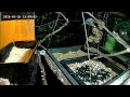 Blaumeise futtert spät nochmal an der Nuss-Tanke (26.05.2026)