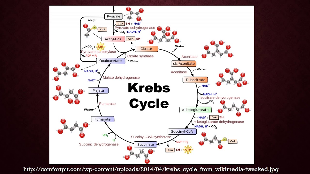 krebs report cycle Krebs Cycle  YouTube