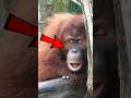 Top 4 Animals That Never Sleep 😳 #shorts