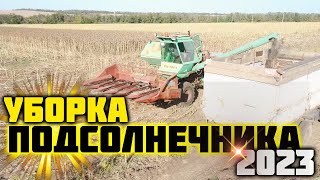 картинка: Уборка подсолнечника 2023. Сорт ЛОНДОН