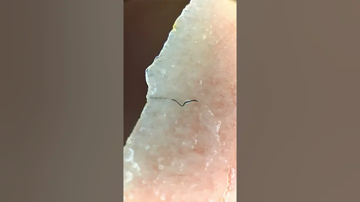 Canned Tuna under the microscope reveals a SHOCKING FIND! - DayDayNews