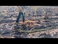 Cultivando caña de Azúcar en el estado de Morelos ( Truco para sembrar y destronque con machete)