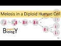 Meiosis Concepts and Processes