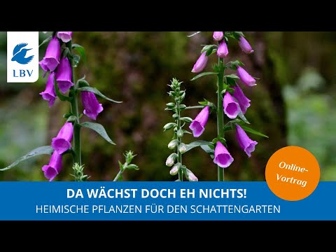 Video: Wird Willow Hybrid im Schatten wachsen?