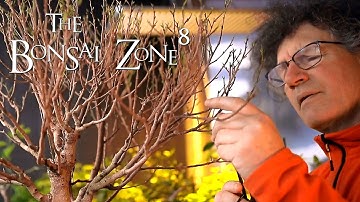 Quality Bonsai and My Ficus, Part 3, The Bonsai Zone, Jan 2021