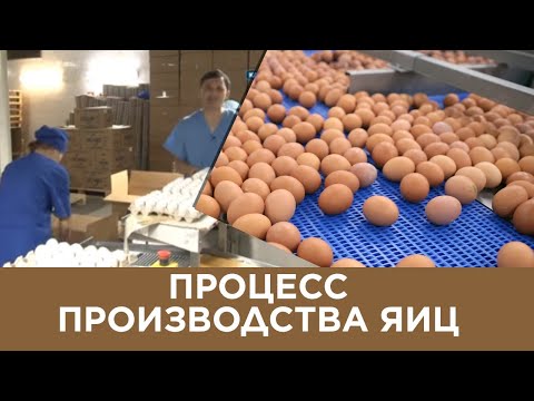 Процесс производства яиц