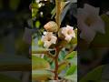 বিলাতি গাব (Velvet Apple): এটি লাল রঙের হয় ফলের গায়ের চামড়া অনেকটা ভেলভেট বা মখমলের মতো নরম লাগে।