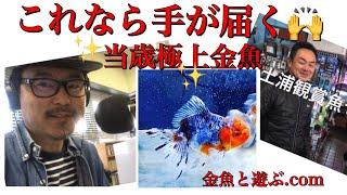 金魚って最高！ 志村産の五色東錦とかモロにツボ