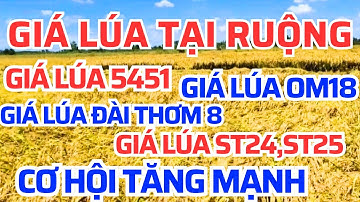Giá lúa gạo hôm nay 10/12/2025 cơ hội lớn tăng